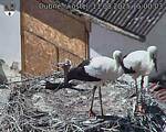 Capi_Dubne_20250811_150003.jpg