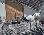 Capi_Dubne_20250811_151002.jpg