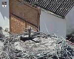 Capi_Dubne_20250811_154503.jpg