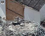 Capi_Dubne_20250811_160503.jpg