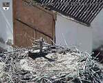 Capi_Dubne_20250811_161502.jpg