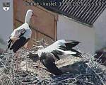 Capi_Dubne_20250811_165002.jpg