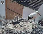 Capi_Dubne_20250811_170003.jpg