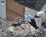 Capi_Dubne_20250811_171002.jpg