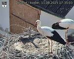 Capi_Dubne_20250811_173503.jpg