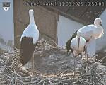 Capi_Dubne_20250811_195003.jpg