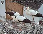 Capi_Dubne_20250811_201504.jpg