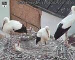 Capi_Dubne_20250811_203003.jpg