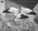 Capi_Dubne_20250811_205003.jpg