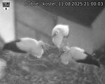 Capi_Dubne_20250811_210003.jpg