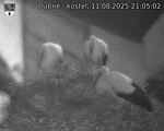 Capi_Dubne_20250811_210502.jpg