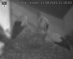 Capi_Dubne_20250811_211003.jpg