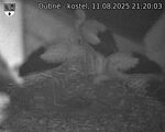 Capi_Dubne_20250811_212003.jpg