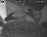 Capi_Dubne_20250811_212502.jpg