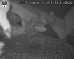 Capi_Dubne_20250811_214002.jpg