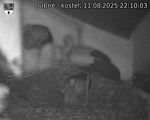 Capi_Dubne_20250811_221003.jpg