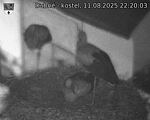 Capi_Dubne_20250811_222003.jpg
