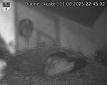 Capi_Dubne_20250811_224502.jpg