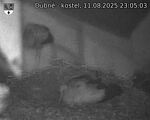 Capi_Dubne_20250811_230503.jpg
