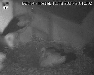 Capi_Dubne_20250811_231002.jpg (1350 x 1080)