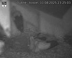 Capi_Dubne_20250811_232503.jpg