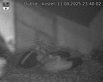Capi_Dubne_20250811_234002.jpg