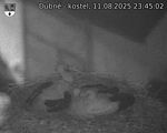 Capi_Dubne_20250811_234502.jpg