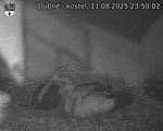 Capi_Dubne_20250811_235002.jpg