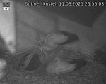 Capi_Dubne_20250811_235503.jpg