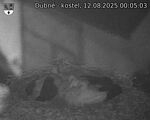 Capi_Dubne_20250812_000503.jpg