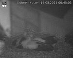 Capi_Dubne_20250812_004503.jpg