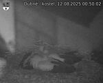 Capi_Dubne_20250812_005002.jpg