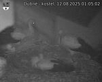 Capi_Dubne_20250812_010502.jpg