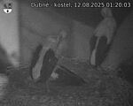 Capi_Dubne_20250812_012003.jpg
