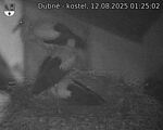 Capi_Dubne_20250812_012502.jpg