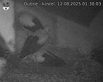 Capi_Dubne_20250812_013003.jpg