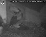 Capi_Dubne_20250812_013502.jpg