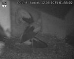 Capi_Dubne_20250812_015502.jpg