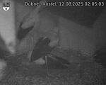 Capi_Dubne_20250812_020503.jpg