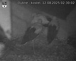 Capi_Dubne_20250812_023002.jpg