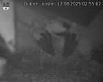 Capi_Dubne_20250812_025502.jpg