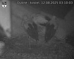 Capi_Dubne_20250812_031003.jpg