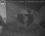 Capi_Dubne_20250812_031502.jpg