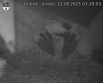 Capi_Dubne_20250812_032003.jpg