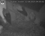 Capi_Dubne_20250812_040502.jpg