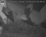 Capi_Dubne_20250812_044003.jpg