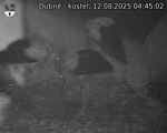 Capi_Dubne_20250812_044502.jpg