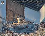 Capi_Dubne_20250812_062003.jpg