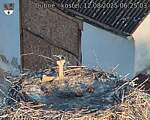 Capi_Dubne_20250812_062503.jpg