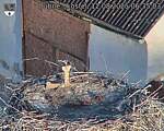 Capi_Dubne_20250812_063503.jpg